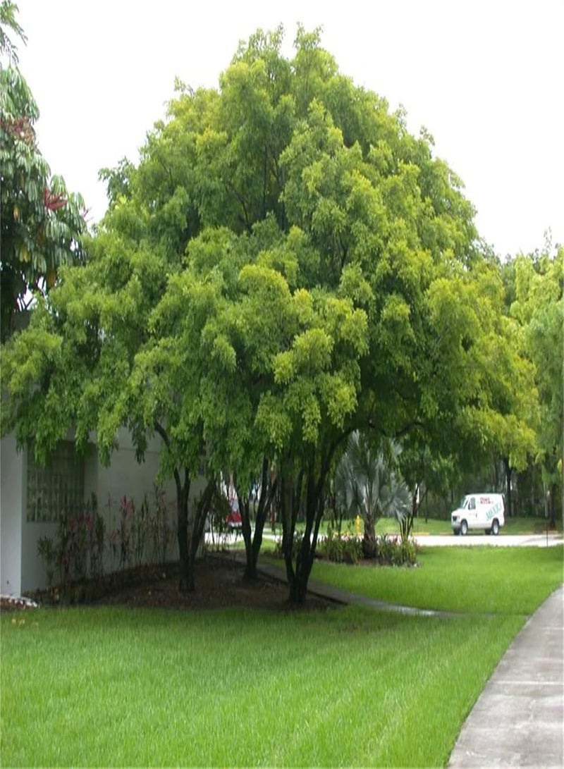 GGOOT Rare Plant Tree Seeds Agizia Lebbeck Tree 10 Seeds - Very Fragrant Indian Siris Woman's Tongue Silk Tree - Image 3