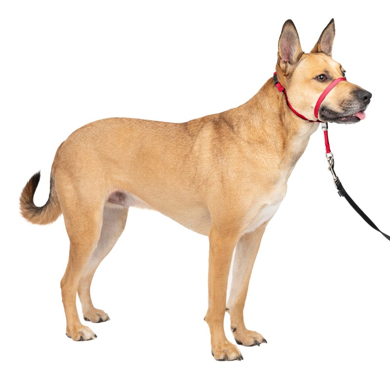PetSafe Gentle Leader Headcollar No-Pull Dog Collar - Helps Improve Walks - Durable Nylon Construction - Padded Nose Loop - Adjustable Fit - Comfort Walking Halter - Medium, Red - Image 1