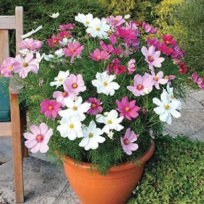Green World COSMOS SENSATION MIXED FLOWER SEEDS FOR KITCHEN GARDEINING (10 seeds) - Image 2