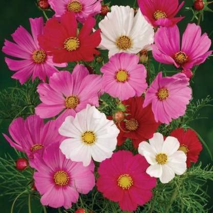 Green World COSMOS SENSATION MIXED FLOWER SEEDS FOR KITCHEN GARDEINING (10 seeds) - Image 5