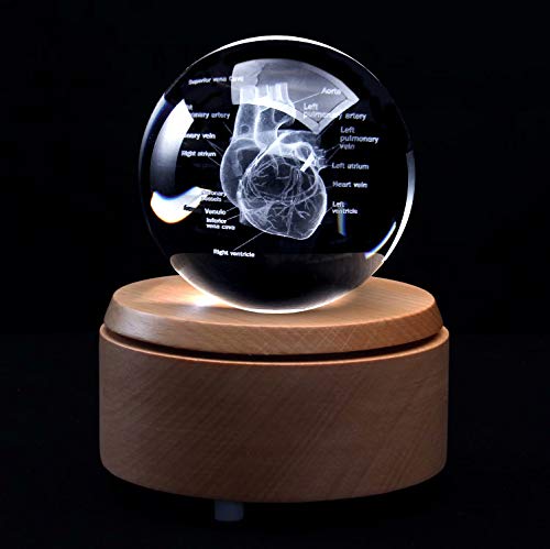 XINDAM 3D Human Heart with Labels Anatomical Model PaperweightLaser Etched in Crystal Glass Ball Science Gift Included LED Base - Image 1
