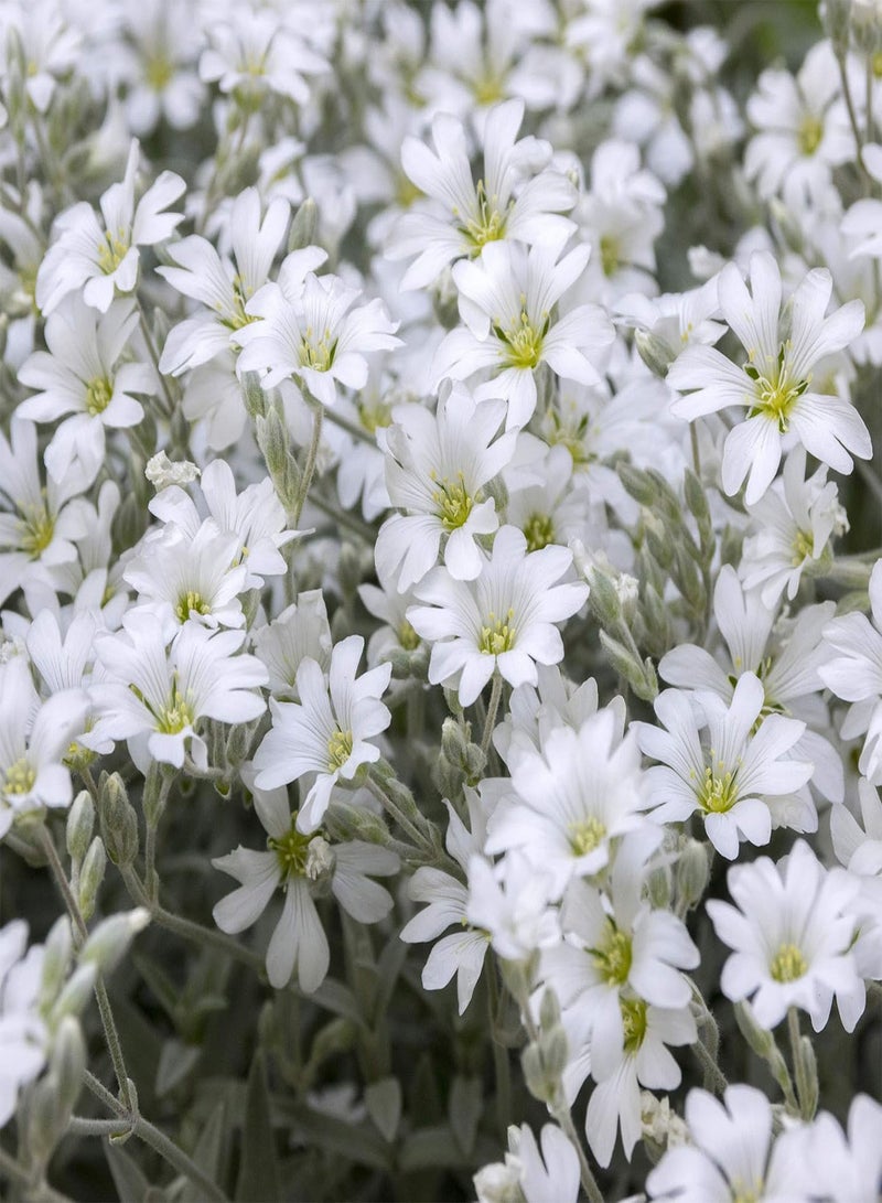 بذور زهرة Cerastium tomentosum - تساقط الثلوج في الصيف، للزراعة في حديقة المنزل باستخدام مشعل ثقيل، 100 بذرة