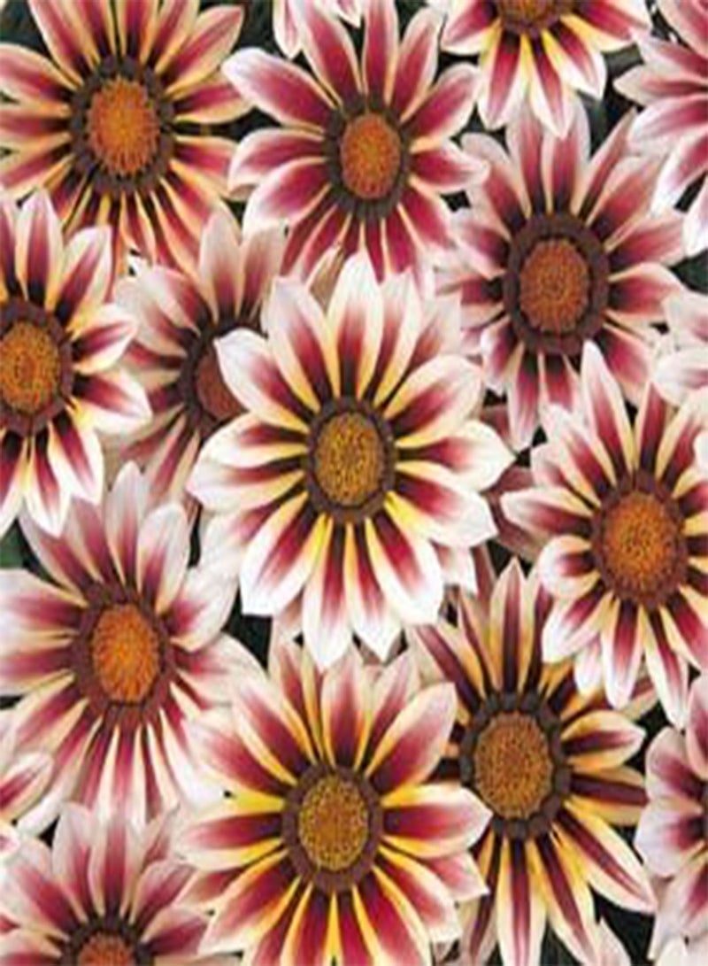 GGOOT Gazania Daybreak Rose Stripe 100 Seeds