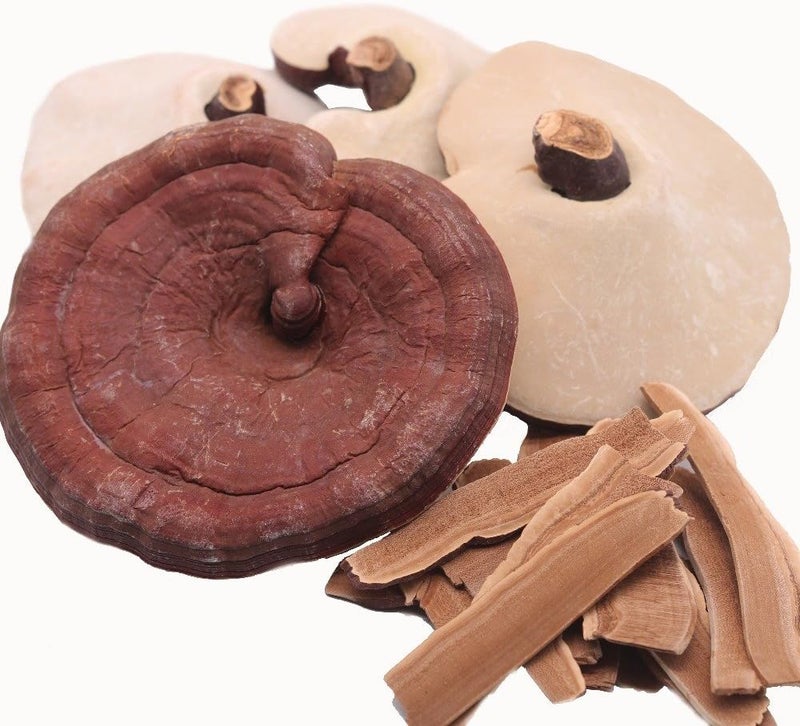 Nature Tea Ganoderma Lucidum Loose Slices - Reishi Mushroom from Japan by Nature Tea (16 oz) - Image 2