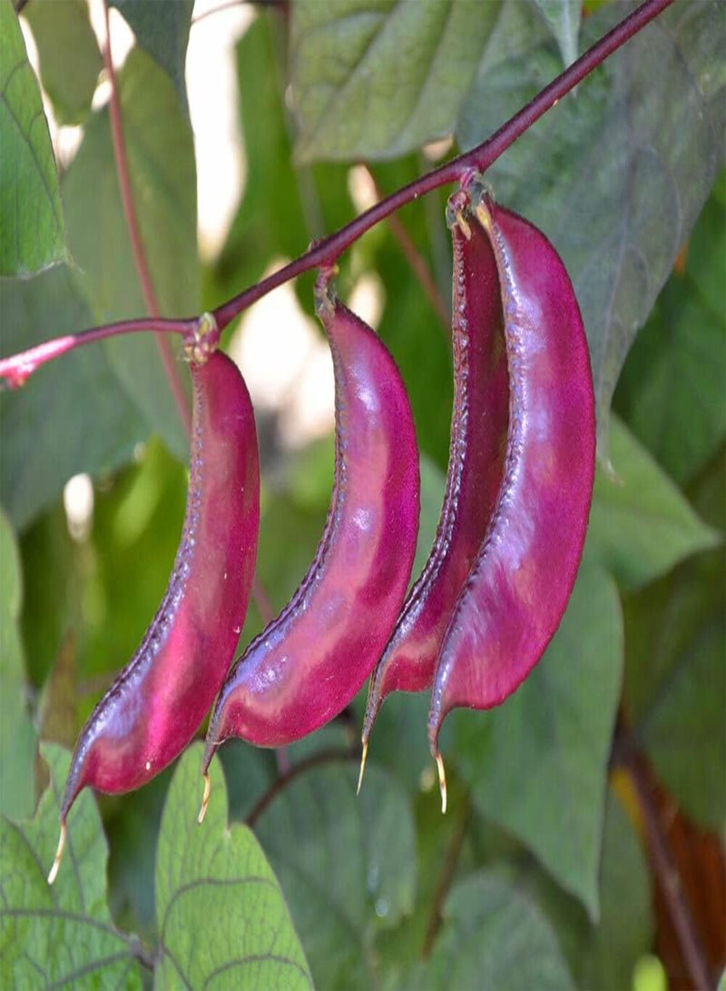 جي جوت -دوليشوس - فاصولياء الزنبق - 200 - Image 2