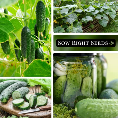 Sow Right Seeds - National Pickling Cucumber Seeds for Planting - Non-GMO Heirloom Packet with Instructions to Plant and Grow a Home Vegetable Garden - Famous Variety for Homemade Pickles (1) - Image 4