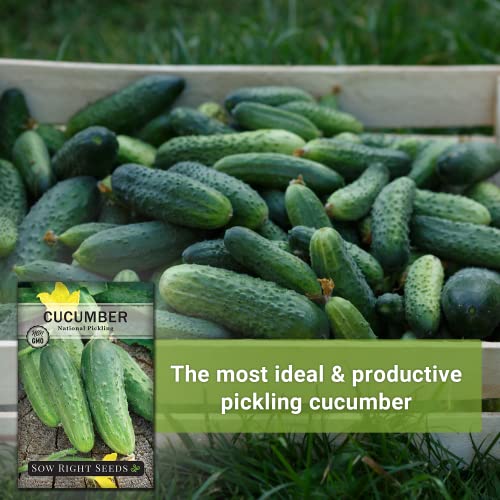 Sow Right Seeds - National Pickling Cucumber Seeds for Planting - Non-GMO Heirloom Packet with Instructions to Plant and Grow a Home Vegetable Garden - Famous Variety for Homemade Pickles (1) - Image 3