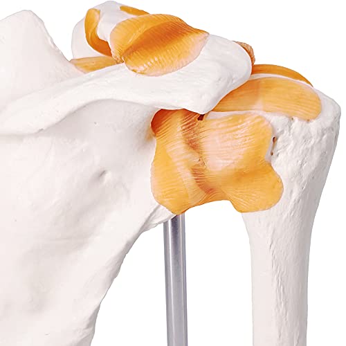 EVOTECH SCIENTIFIC Anatomical Shoulder Joint Model Medical Anatomy Skeleton, Human Shoulder Ligament Anatomy Replica of Norma Shoulder Joint for Doctors Educational Tool Medical Teaching Learning - Image 5
