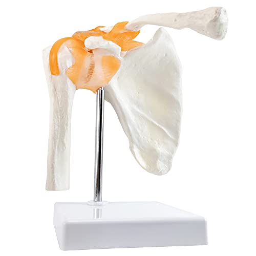 EVOTECH SCIENTIFIC Anatomical Shoulder Joint Model Medical Anatomy Skeleton, Human Shoulder Ligament Anatomy Replica of Norma Shoulder Joint for Doctors Educational Tool Medical Teaching Learning - Image 2