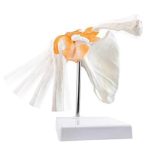 EVOTECH SCIENTIFIC Anatomical Shoulder Joint Model Medical Anatomy Skeleton, Human Shoulder Ligament Anatomy Replica of Norma Shoulder Joint for Doctors Educational Tool Medical Teaching Learning - Image 1