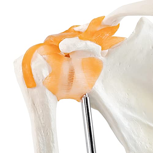 EVOTECH SCIENTIFIC Anatomical Shoulder Joint Model Medical Anatomy Skeleton, Human Shoulder Ligament Anatomy Replica of Norma Shoulder Joint for Doctors Educational Tool Medical Teaching Learning - Image 4