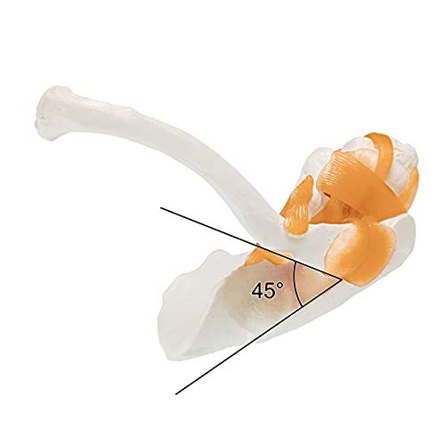 EVOTECH SCIENTIFIC Anatomical Shoulder Joint Model Medical Anatomy Skeleton, Human Shoulder Ligament Anatomy Replica of Norma Shoulder Joint for Doctors Educational Tool Medical Teaching Learning - Image 3