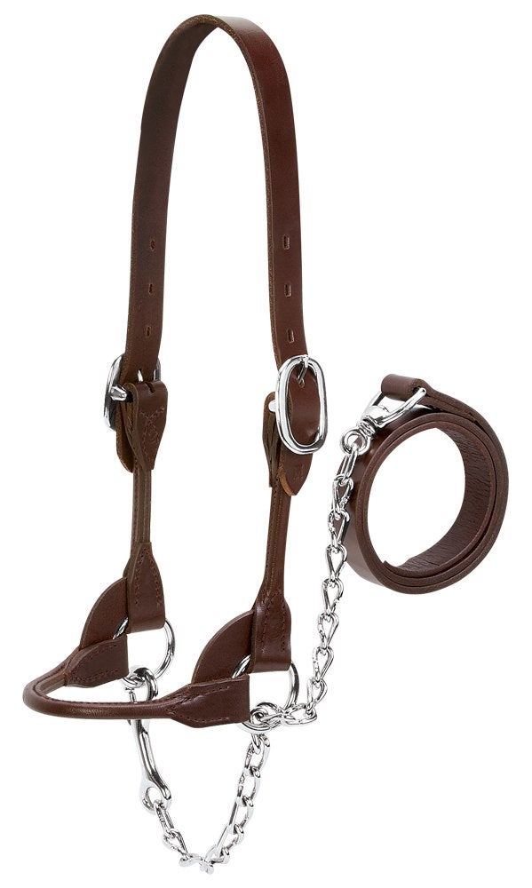 Weaver Leather Livestock Dairy/Beef Rounded Show Halter , Brown , X-Small - Image 5
