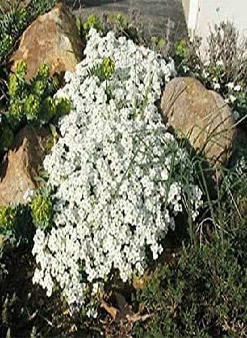 GGOOT 250 Semi Roccia Cress Cascading Snow Cap White Rock Cress Ground Cover:seeds