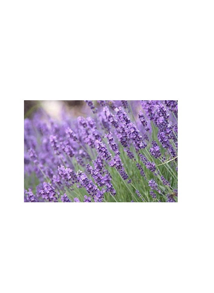 Dr Joe Lab Dr Joe Lab Lavender Hydrosol Spray Toner for face Floral Water Hydrating Mist, Pure and Natural for All Skin Types (32 oz)  - Image 2