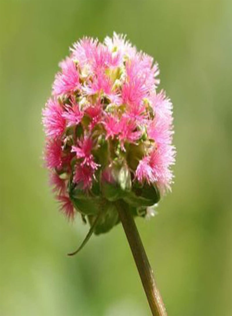 GGOOT 100Pcs/Bag Salad Burnet Seeds, Edible Non GMO Green Nutritious Tasty Vegetable Seeds for Home - Seed - Image 5