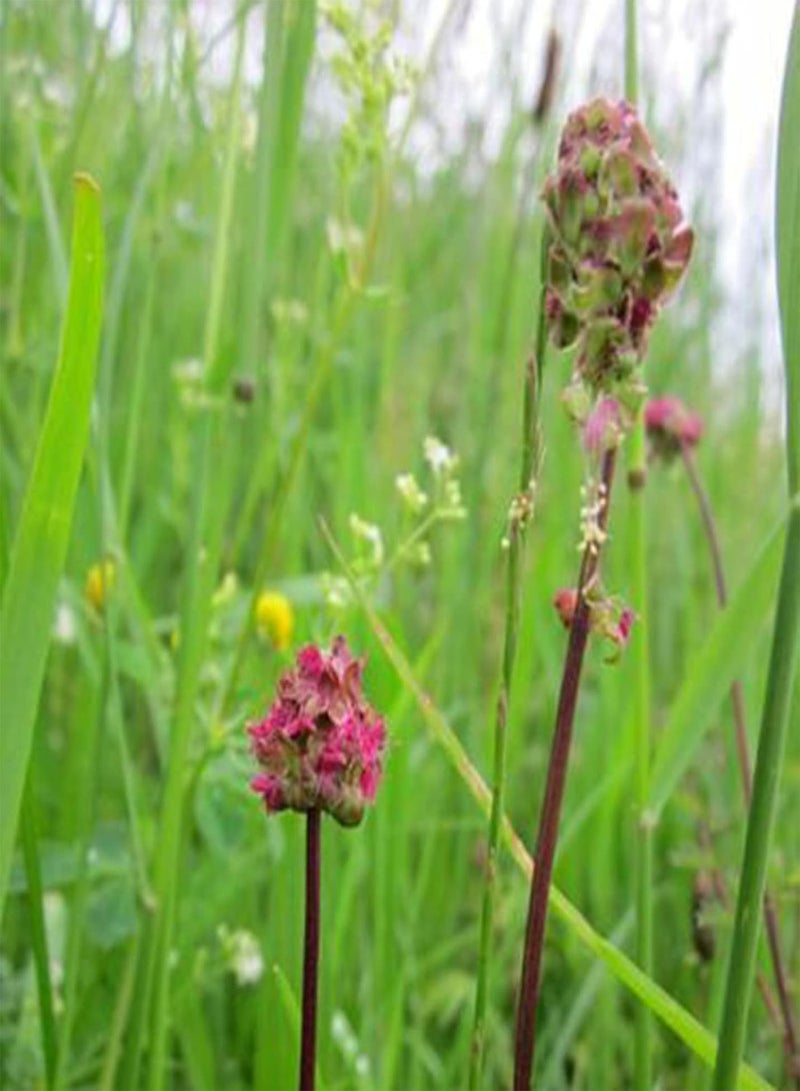 GGOOT 100Pcs/Bag Salad Burnet Seeds, Edible Non GMO Green Nutritious Tasty Vegetable Seeds for Home - Seed - Image 3