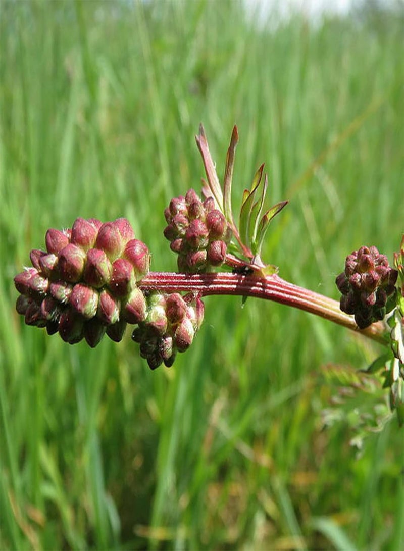 GGOOT 100Pcs/Bag Salad Burnet Seeds, Edible Non GMO Green Nutritious Tasty Vegetable Seeds for Home - Seed - Image 2