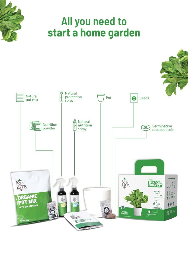 POT & BLOOM Pot and Bloom Gardening Kit Spinach Kit. Perfect for Home Garden, Includes - Seeds, Garden Pot, Potting Mix, Nutrition & Protection Spray. Gardening Tools Kit for Kit, Return Gift for Birthdays  - Image 2