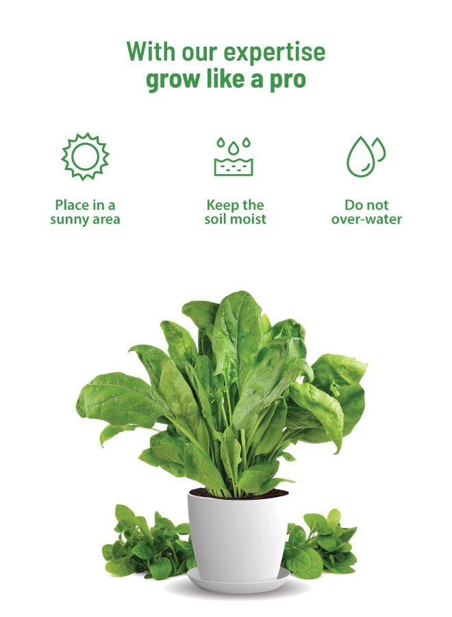 POT & BLOOM Pot and Bloom Gardening Kit Spinach Kit. Perfect for Home Garden, Includes - Seeds, Garden Pot, Potting Mix, Nutrition & Protection Spray. Gardening Tools Kit for Kit, Return Gift for Birthdays  - Image 5