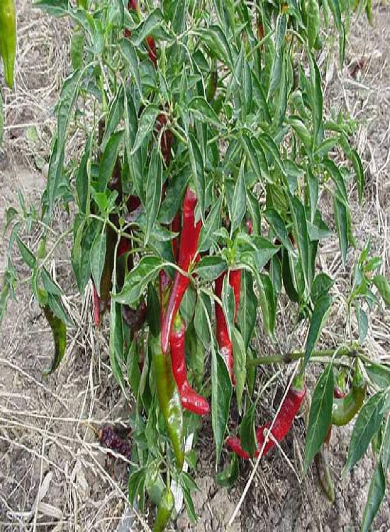 GGOOT - 10 x Cayenne Long Slim Chilli Pepper - Vegetable/Fruit Seeds - Image 2