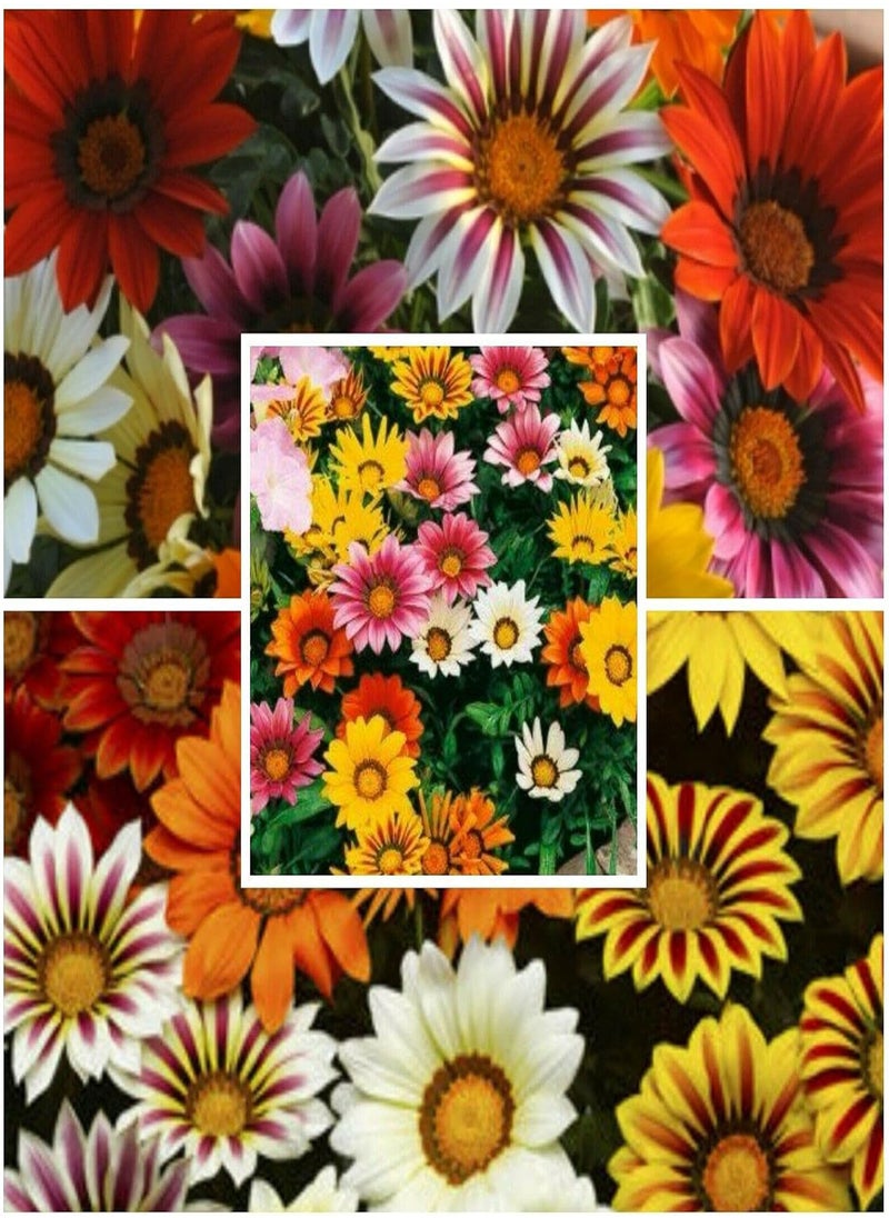 GGOOT Gazania Bedding Plant, Gazania by Heavy Torch,10 Seeds 