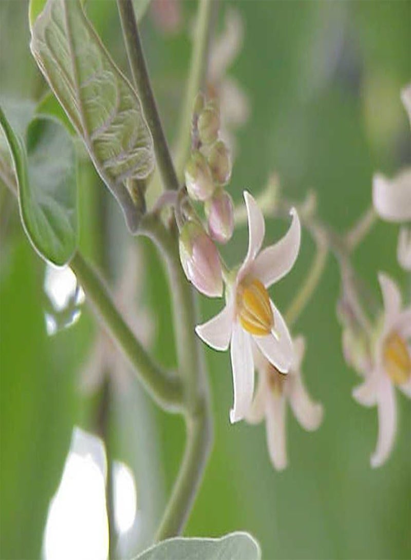 GGOOT Tamarillo - 50 Seeds - Cyphomandra betacea - Image 5