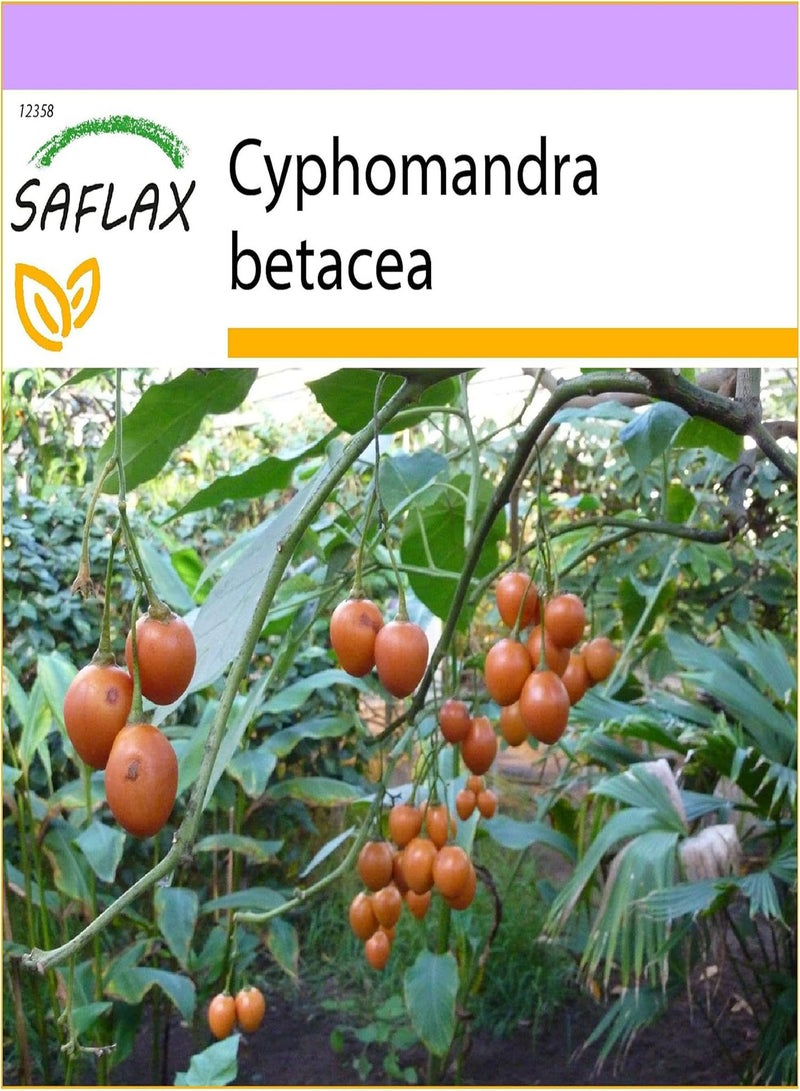 GGOOT Tamarillo - 50 Seeds - Cyphomandra betacea - Image 1