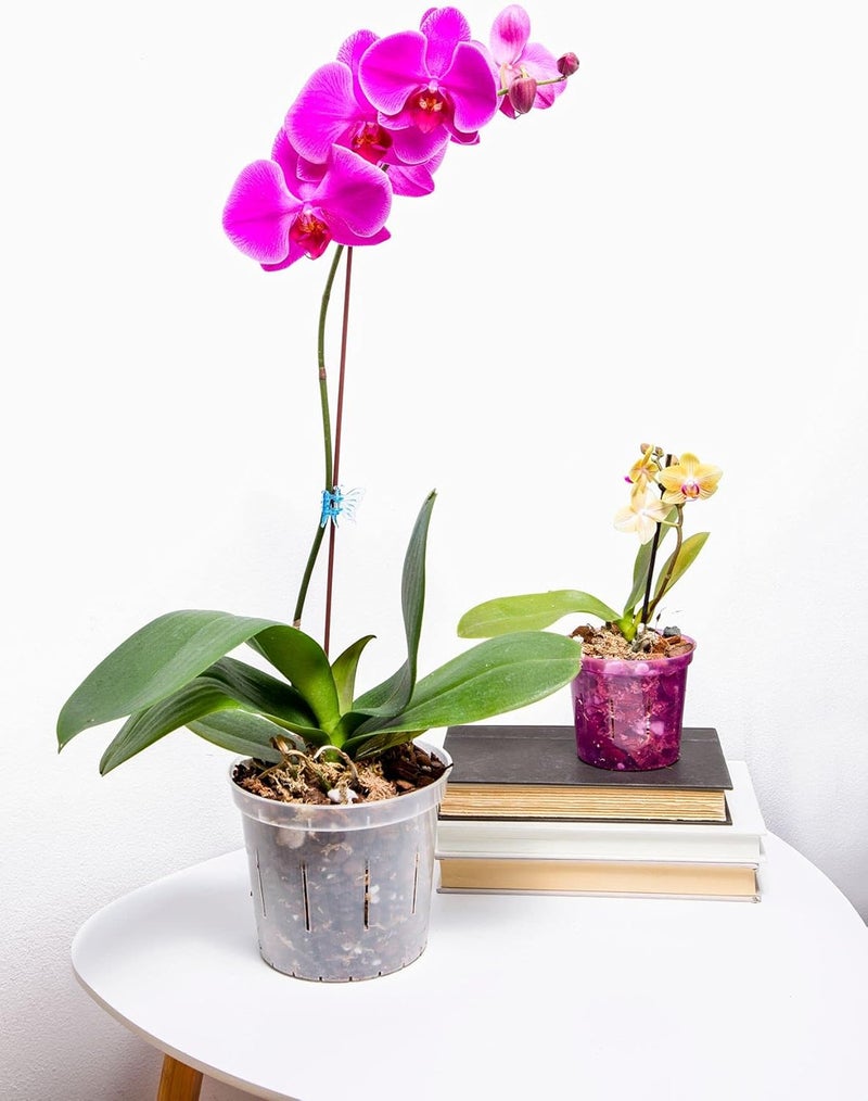 rePotme Orchid Pot Growers Assortment (4 Slotted Clear Orchid Pots - 1 Each of 3, 4, 5, 6 Inch) - Premium Orchid Planters, Orchid Pots with Holes for Repotting - Image 3