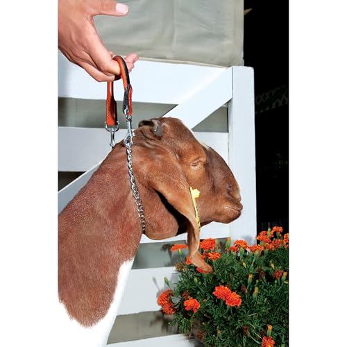 Weaver Leather Livestock Leather Chain Goat Collar Chestnut 24Inch - Image 3
