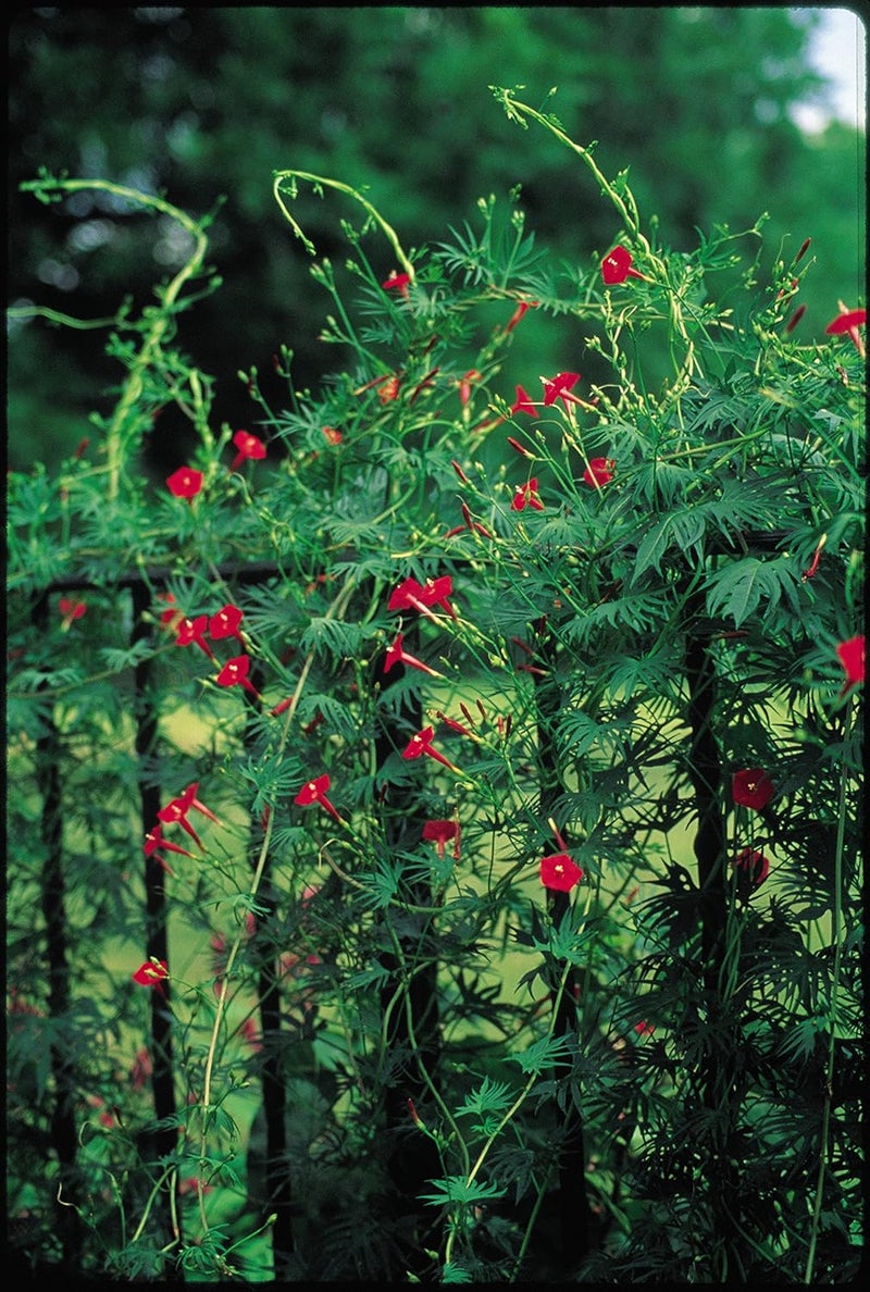 Burpee Red Cypress Vine Seeds 75 seeds - Image 2