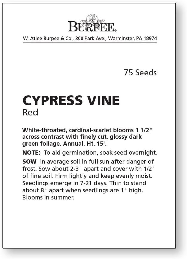 Burpee Red Cypress Vine Seeds 75 seeds - Image 4
