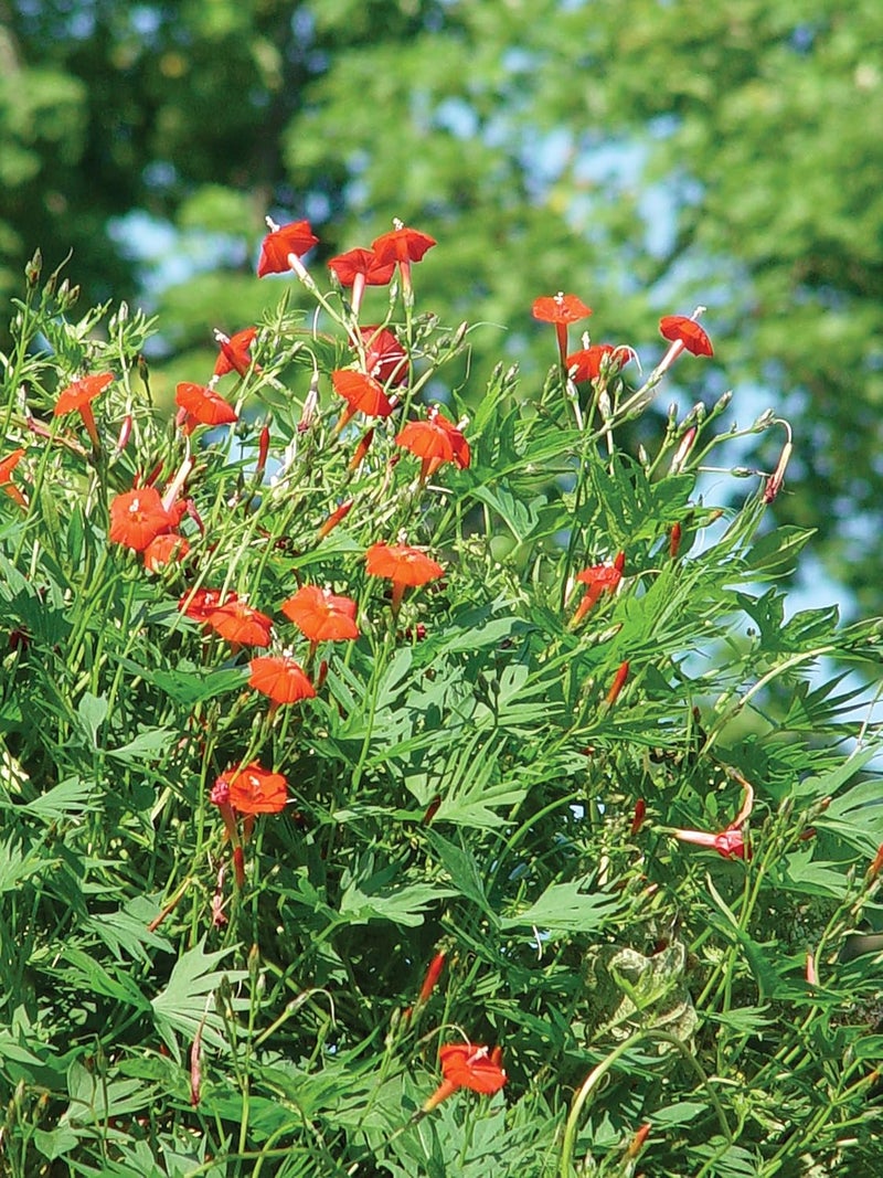 Burpee Red Cypress Vine Seeds 75 seeds - Image 3