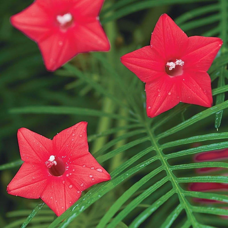 Burpee Red Cypress Vine Seeds 75 seeds - Image 1