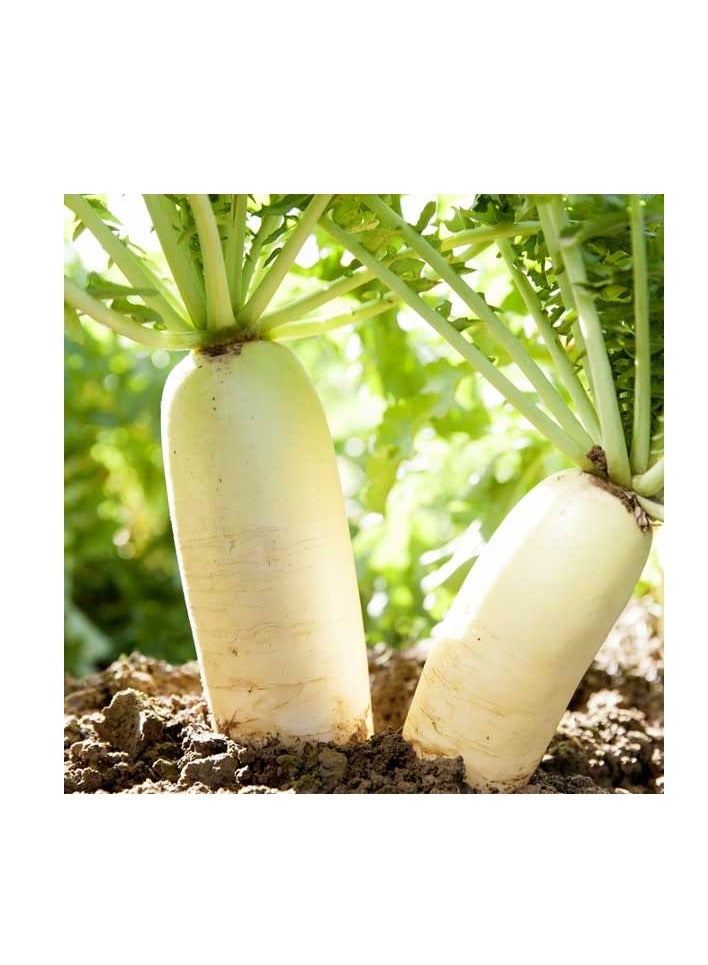 ڤسيل24 3 عبوات من بذور نبات الفجل الطازجة والمنعشة لحديقة نابضة بالحياة ومنتجة - Image 2