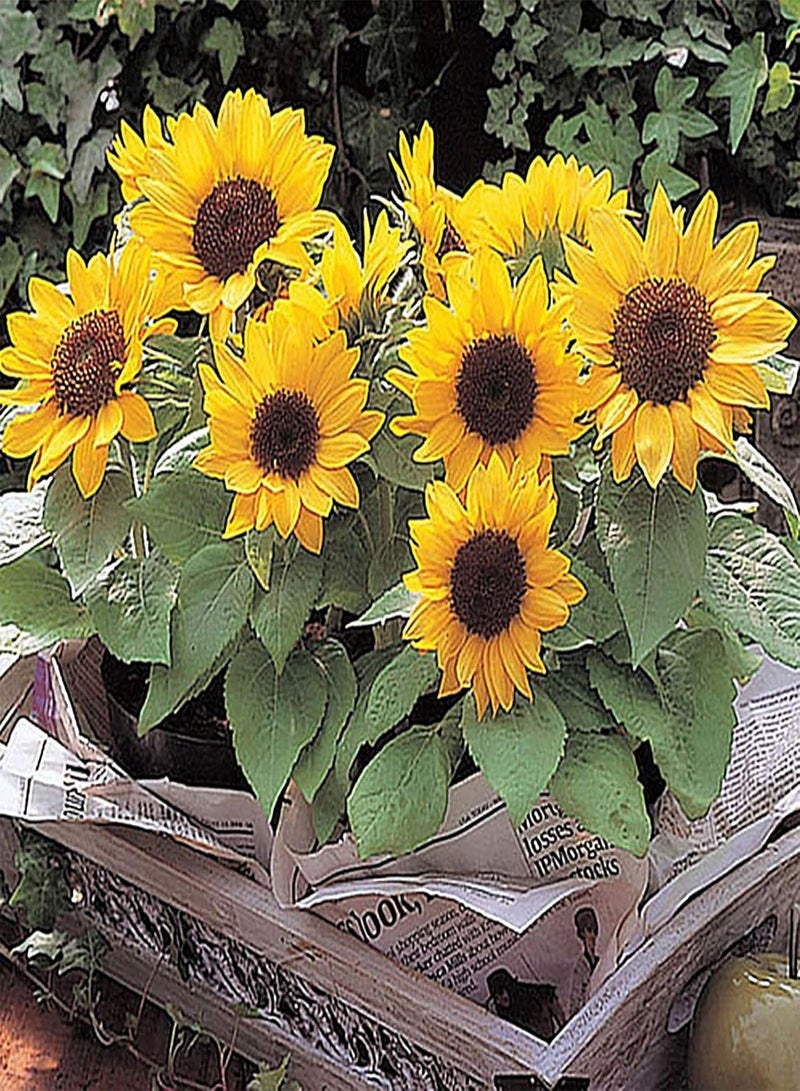 GGOOT Green Garden Flower Plants-20Pcs/Bag Sunflower Seeds Non GMO Easy Plant Yellow Bonsai Garden Plants Flower Seeds for Home - Sunflower Seeds - Image 2