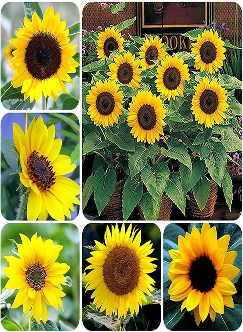 GGOOT Green Garden Flower Plants-20Pcs/Bag Sunflower Seeds Non GMO Easy Plant Yellow Bonsai Garden Plants Flower Seeds for Home - Sunflower Seeds - Image 1