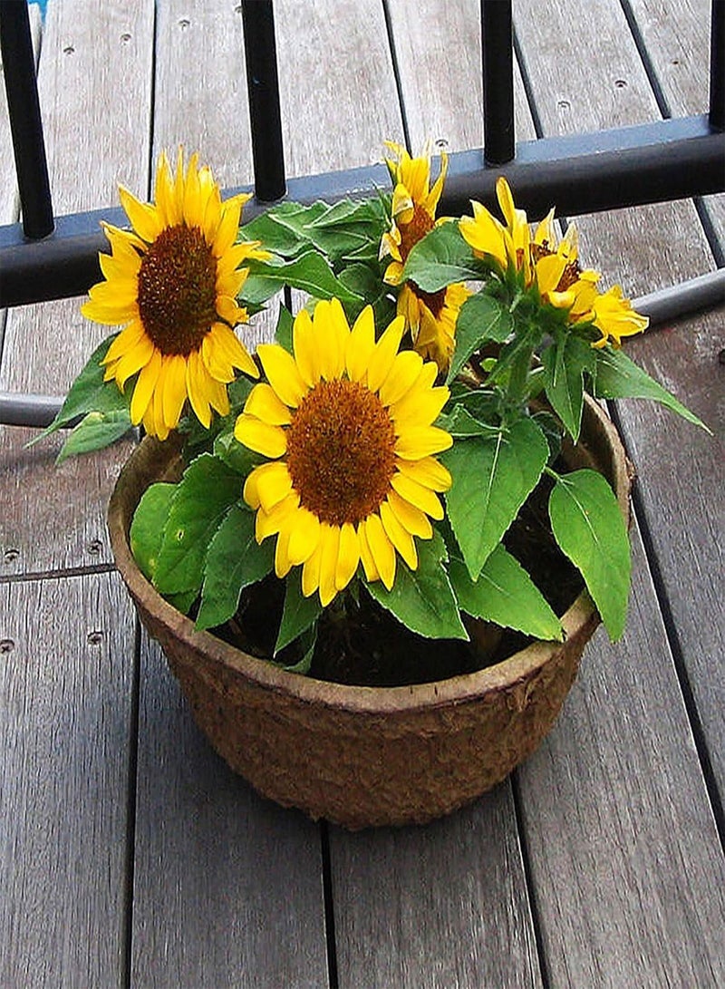 GGOOT Green Garden Flower Plants-20Pcs/Bag Sunflower Seeds Non GMO Easy Plant Yellow Bonsai Garden Plants Flower Seeds for Home - Sunflower Seeds - Image 5