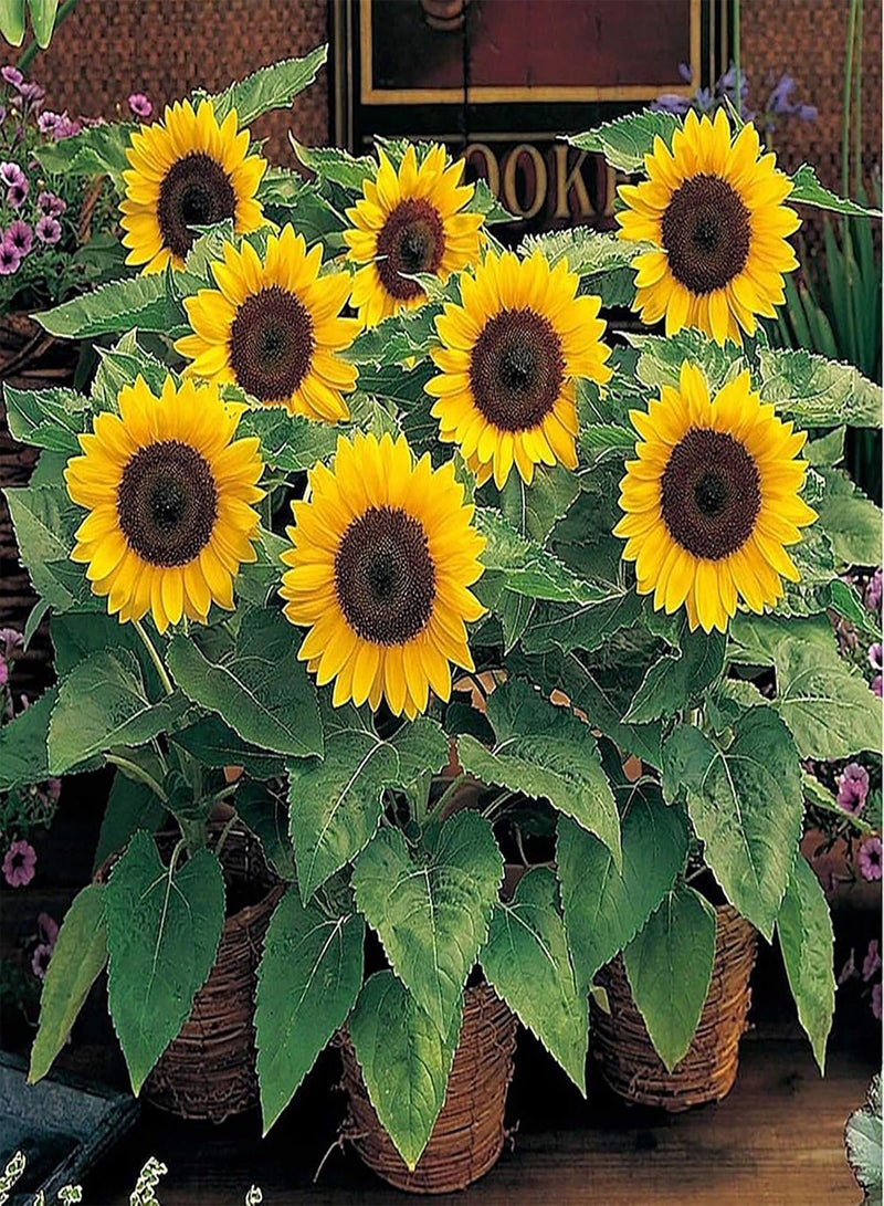 GGOOT Green Garden Flower Plants-20Pcs/Bag Sunflower Seeds Non GMO Easy Plant Yellow Bonsai Garden Plants Flower Seeds for Home - Sunflower Seeds - Image 4