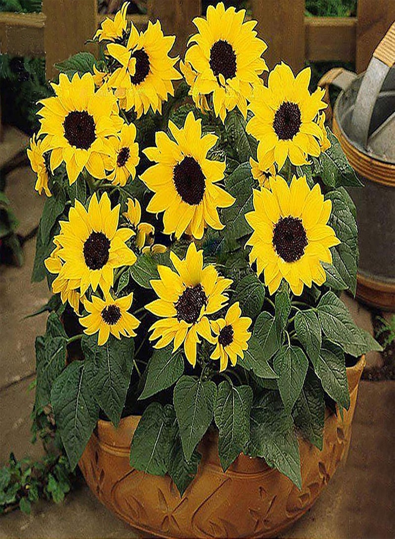 GGOOT Green Garden Flower Plants-20Pcs/Bag Sunflower Seeds Non GMO Easy Plant Yellow Bonsai Garden Plants Flower Seeds for Home - Sunflower Seeds - Image 3