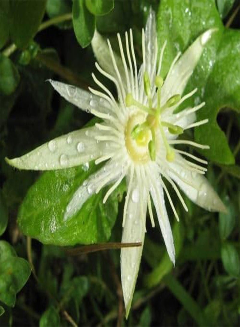 جي جوت باسيفلورا كابسولاريس | الغرناديلا الحمراء | 10_ - Image 2