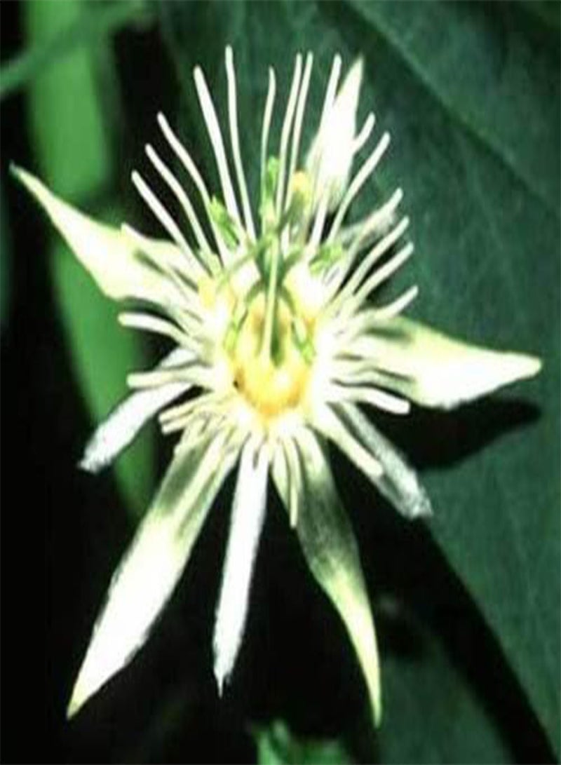 جي جوت باسيفلورا كابسولاريس | الغرناديلا الحمراء | 10_ - Image 1