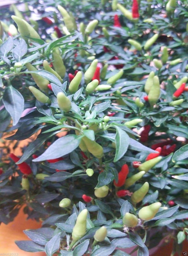 جي جوت بذور ياتسوفوسا اليابانية - بذور ياتسوفوسا اليابانية، حارة، إرث عائلي من اليابان - Image 2