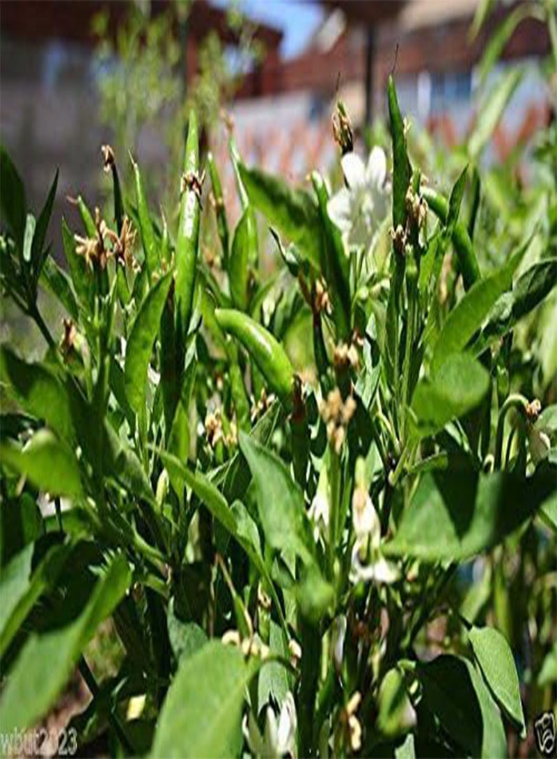 جي جوت بذور ياتسوفوسا اليابانية - بذور ياتسوفوسا اليابانية، حارة، إرث عائلي من اليابان - Image 3