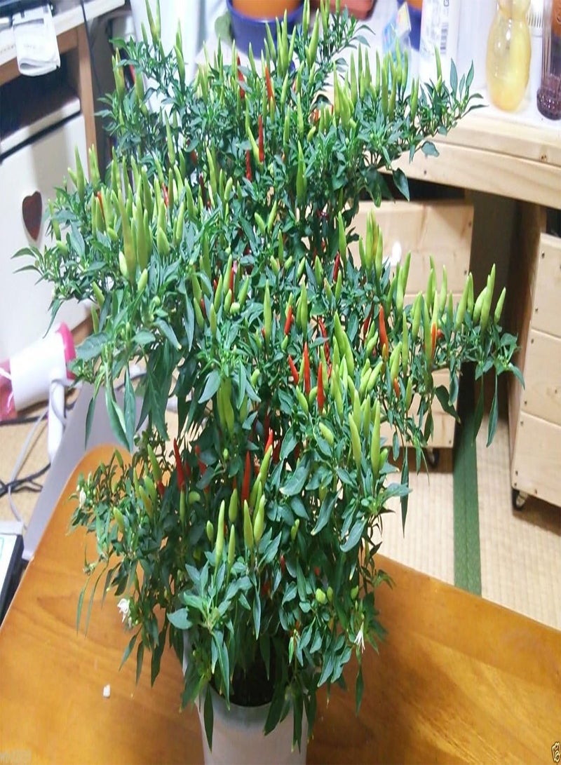 جي جوت بذور ياتسوفوسا اليابانية - بذور ياتسوفوسا اليابانية، حارة، إرث عائلي من اليابان - Image 1