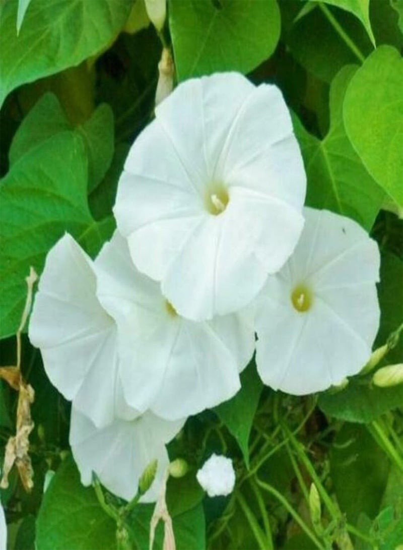 GGOOT Morning Glory Seeds - Pearly Gates - Open Pollinated - Bulk Annual - 10 Seeds 