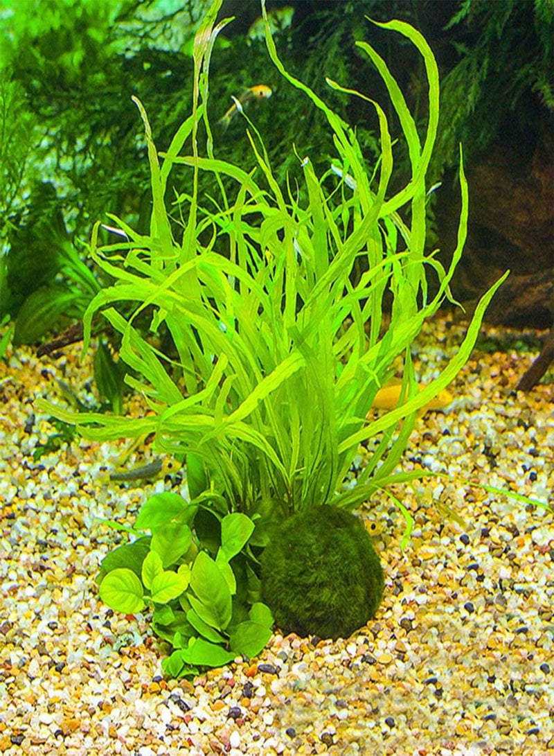 GGOOT seeds 3 4cm Marimo Moss Ball World's Easiest Live Aquarium Plant Aesthetically Beautiful Create Healthy Environment Eco Friendly Green - Image 5