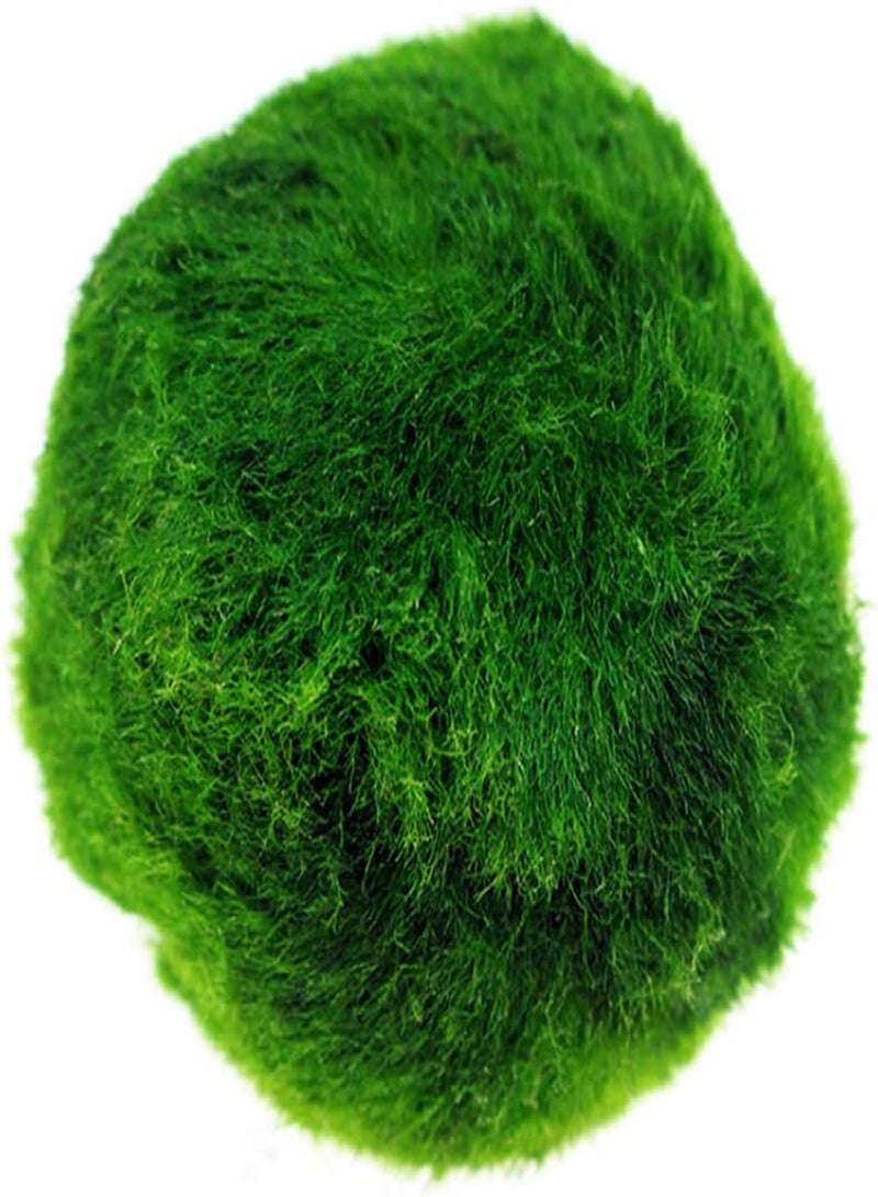 GGOOT seeds 3 4cm Marimo Moss Ball World's Easiest Live Aquarium Plant Aesthetically Beautiful Create Healthy Environment Eco Friendly Green - Image 1