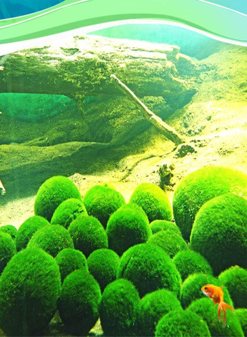 GGOOT seeds 3 4cm Marimo Moss Ball World's Easiest Live Aquarium Plant Aesthetically Beautiful Create Healthy Environment Eco Friendly Green - Image 3