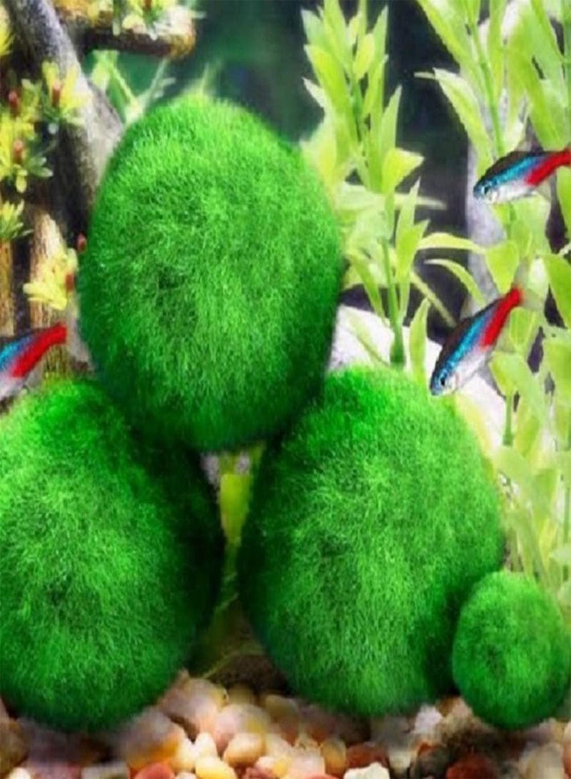 GGOOT seeds 3 4cm Marimo Moss Ball World's Easiest Live Aquarium Plant Aesthetically Beautiful Create Healthy Environment Eco Friendly Green - Image 4